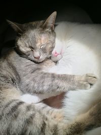 Close-up of cat sleeping