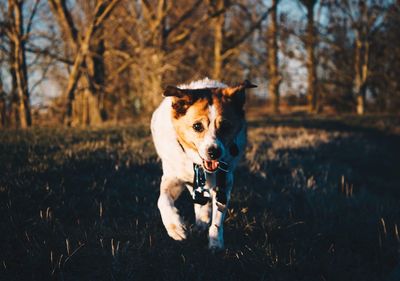 Portrait of dog running on field