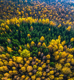 High angle view of yellow flowers growing in forest