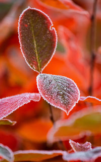 Beautiful red aronia leaves with a frosty edge. morning scenery in the garden. 