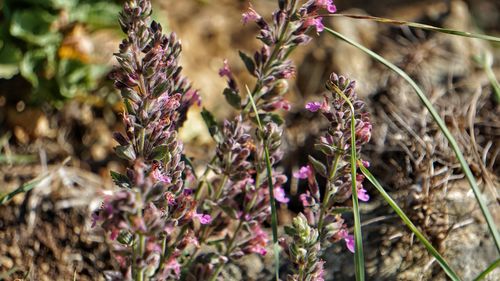 Close-up of purple flowering plants on field