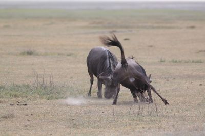 Wildebeests fighting on field