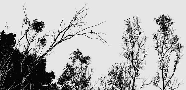 Low angle view of silhouette trees against clear sky