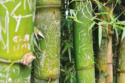 Close-up of bamboo plant