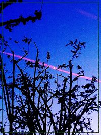 Low angle view of trees against blue sky
