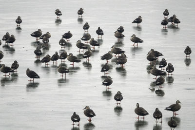 High angle view of flock of birds swimming on frozen lake