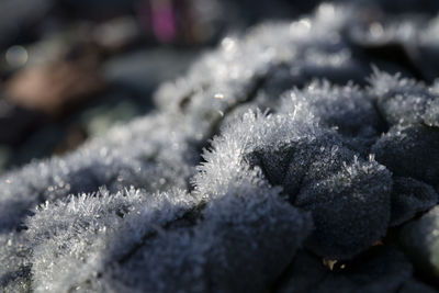 Close-up of frozen plants