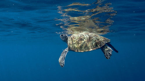 Swimming green sea turtle at pagkilatan