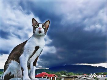 Portrait of white cat on mountain against cloudy sky