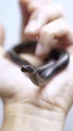 Closeup of a snake on the hand