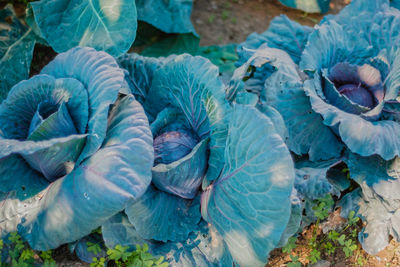 Close-up of cabbages