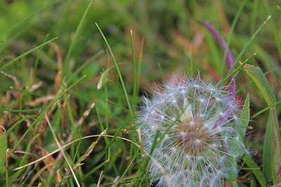 Close-up of dandelion on field