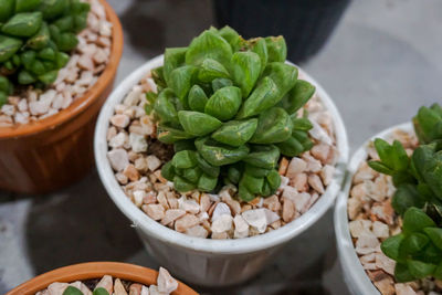 Cactus plants in pots.