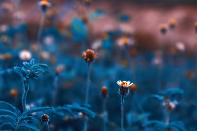 Close-up of dandelion flower on field