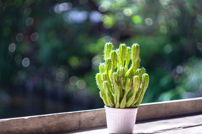 Close-up of potted plant on table