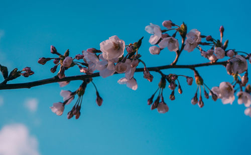 Low angle view of cherry blossoms against blue sky