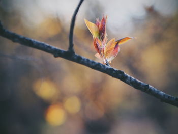 View of leaf on plant stem