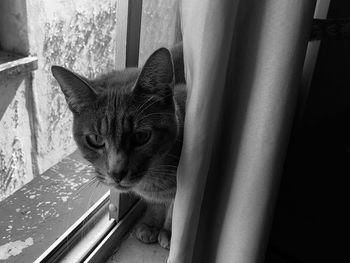 Close-up portrait of a cat looking through window