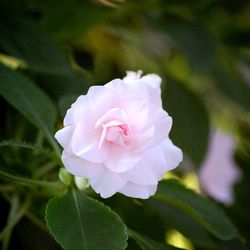 Close-up of pink rose