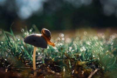 Close-up of mushroom growing on field