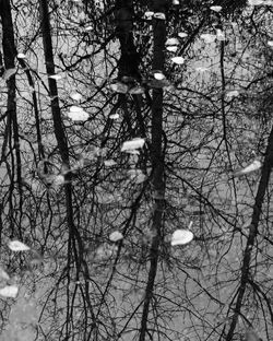 Low angle view of bare trees against sky