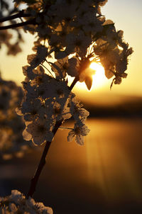 Close-up of cherry blossom during sunset