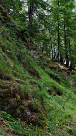 Trees growing in forest