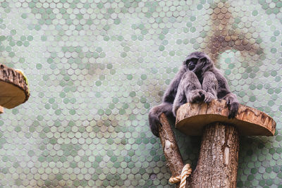 Monkey sitting on wall