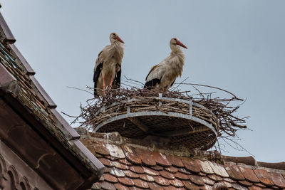 Low angle view of birds perching on roof against building