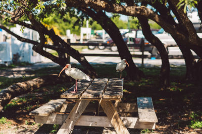 Bird perching on wooden post