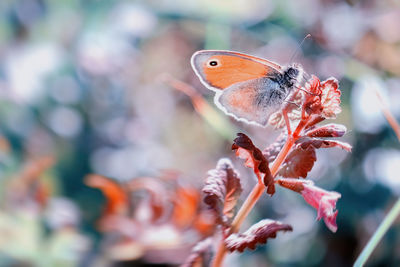 Close-up of butterfly on flower