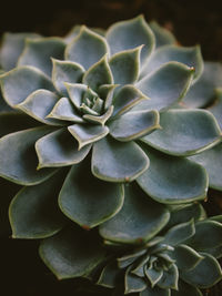 Close-up of succulent plant