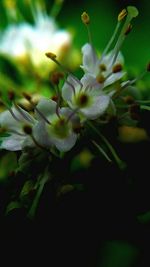 Close-up of white flowers