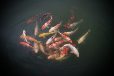 Close-up high angle view of koi fish in water