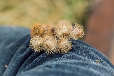 Close-up of dry thistles on person leg