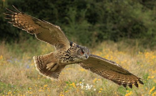 Owl flying over field