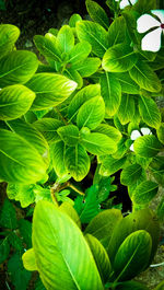 Close-up of green bird on plant