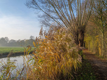 Plants growing on field by lake against sky