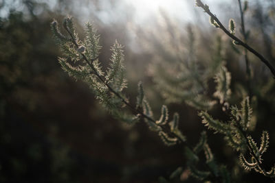 Close-up of pine tree branch during winter
