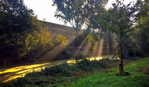 Plants and trees against sky