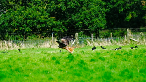 Ducks in a field