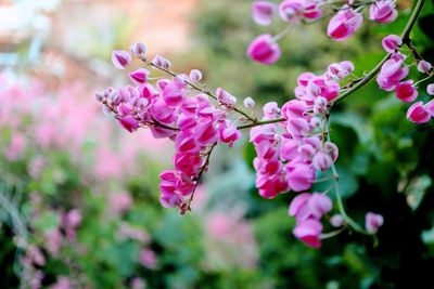 Close-up of pink flowering plant