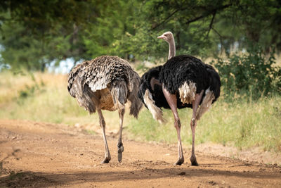 Male ostrich beside female with missing head