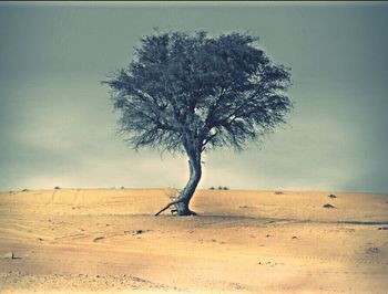 Bare tree on field