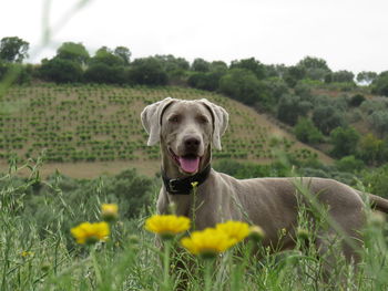 Portrait of dog on field