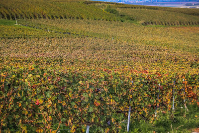 Scenic view of agricultural field