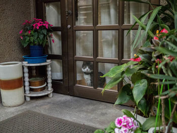 Potted plant on window sill