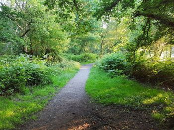 Road amidst trees in forest