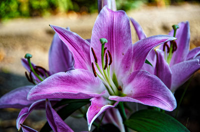 Close-up of pink crocus flowers