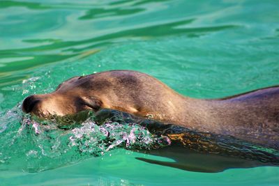 Seal in water